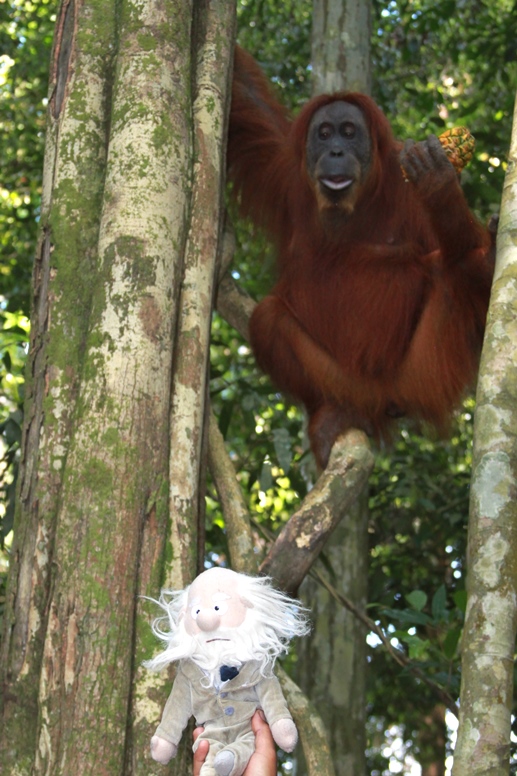 orangutan and darwin